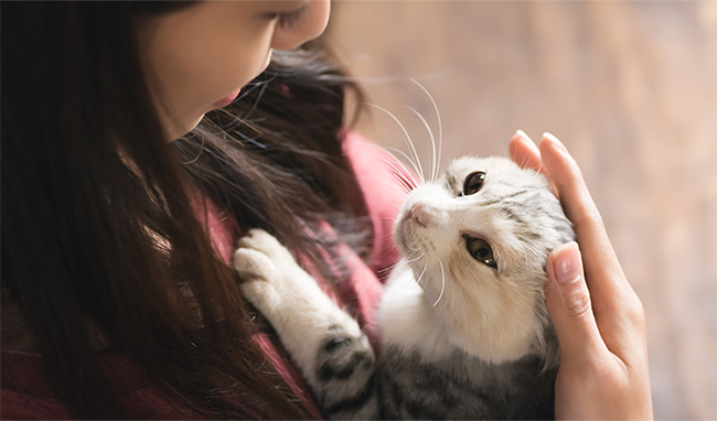 猫の画像