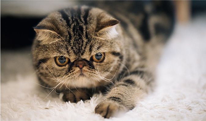 猫の画像