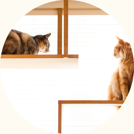 猫の画像