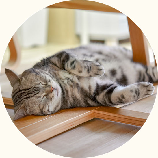 猫の画像