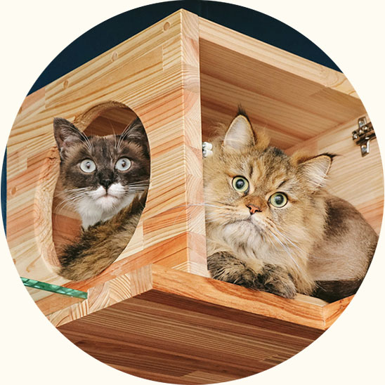 猫の画像