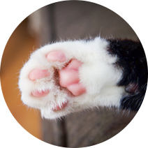 猫の手