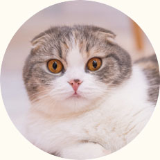ぽっけ